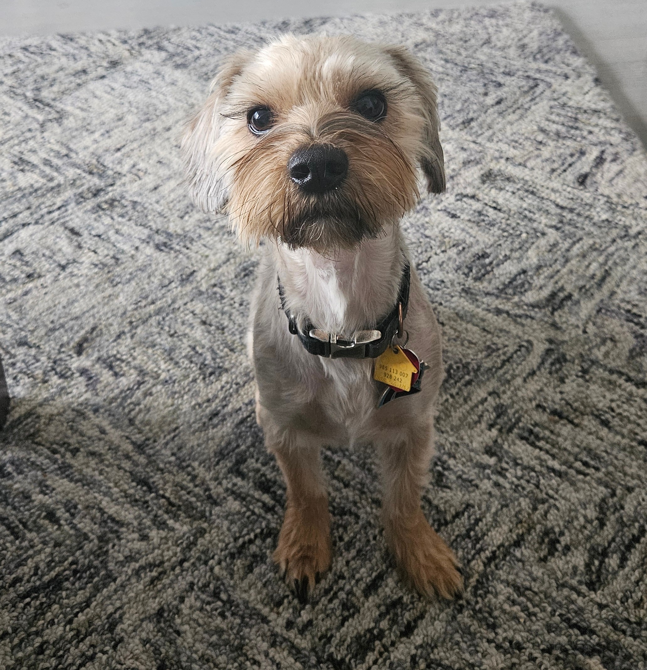 Lloyd the dog
